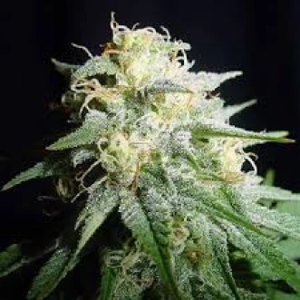 Насіння конопель White Widow Feminised Gold