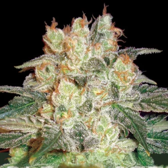 Насіння конопель Auto Afghan Kush Feminised Gold