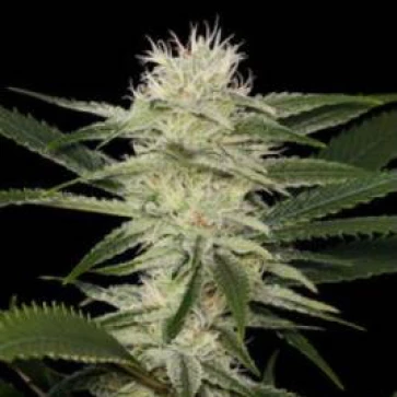 Насіння конопель Auto Amnesia Feminised Gold