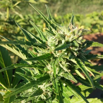 Насіння конопель Auto Amnesia Haze Feminised Gold