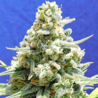 Насіння конопель Auto Amnesia Lemon Feminised Gold