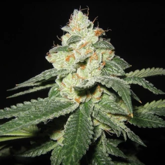 Насіння конопель Auto Big White Shark Feminised Gold