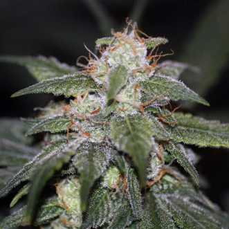 Насіння конопель Auto Blue Cheese Feminised Gold