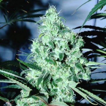 Categories Auto Blue Dream Feminised Gold