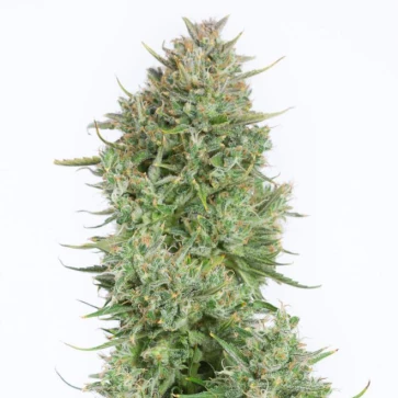 Насіння конопель Auto Blue Kush XXL Feminised Gold