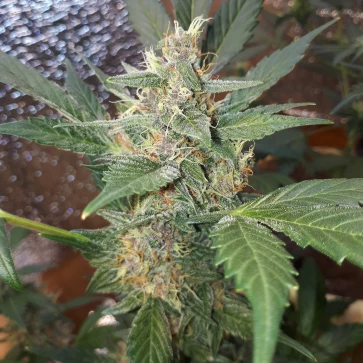 Семена конопли Auto Purpleberry Feminised Gold