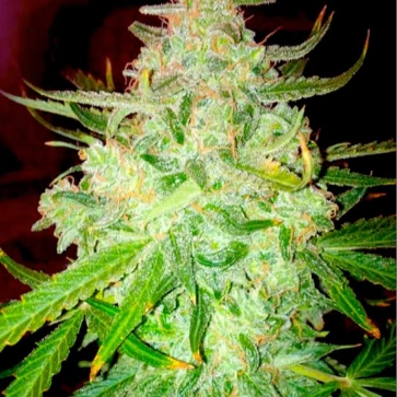 Насіння конопель Auto Blueberry Haze Feminised Gold