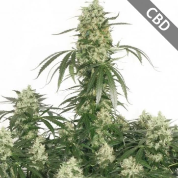 Categories Auto CBD Painkiller Feminised Gold