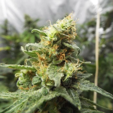 Categories Auto Cheese Feminised Gold