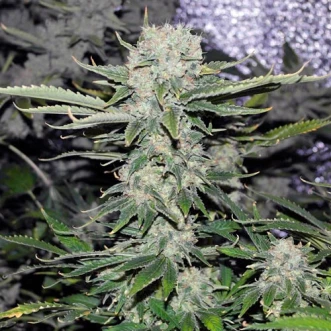 Насіння конопель Auto Critical Feminised Gold
