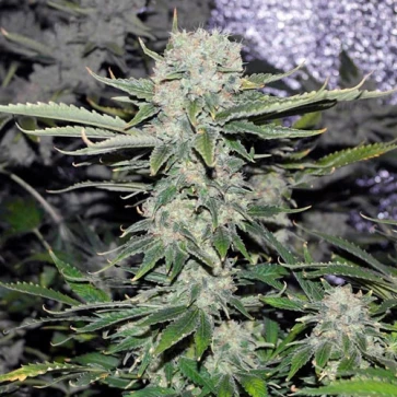 Насіння конопель Auto Critical Feminised Gold