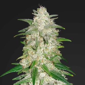 Семена конопли Auto Gelato Feminised Gold