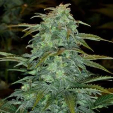 Categories Auto Haze Feminised Gold