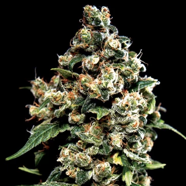 Семена конопли Auto Jack Herer Feminised Gold