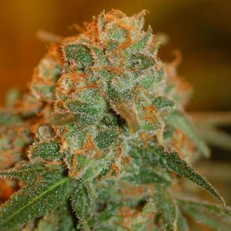 Насіння конопель Auto Lime Skunk Feminised Gold