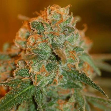 Семена конопли Auto Lime Skunk Feminised Gold