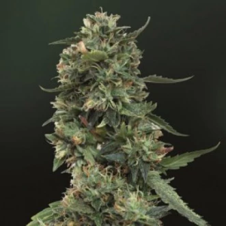 Семена конопли Auto LSD Feminised Gold