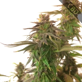 Насіння конопель Auto CBD Medical Feminised Gold