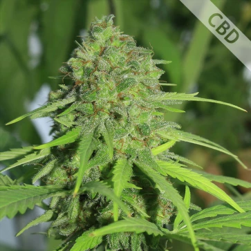 Семена конопли Auto Northern Light CBD Feminised Silver