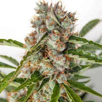 Насіння конопель Auto Orange Bud Feminised Gold