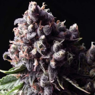 Насіння конопель Auto Purple Feminised Gold