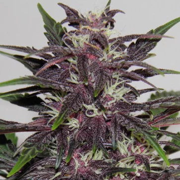 Семена конопли Auto Purple Kush Feminised Gold