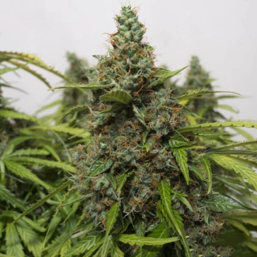 Categories Auto Super Mazar Feminised Gold