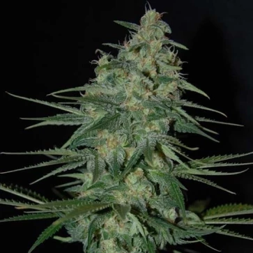 Насіння конопель Auto Super Sweet Feminised Gold