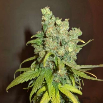 Насіння конопель Auto Chocolope Feminised Gold