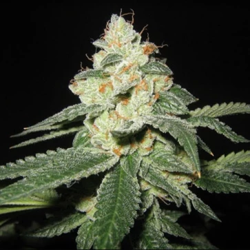 Семена конопли Big White Shark Feminised Gold