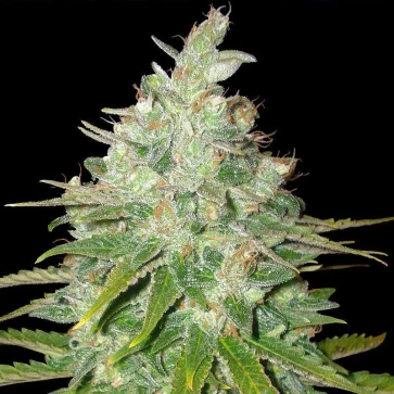 Семена конопли Black Domina Feminised Gold