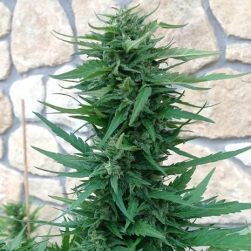 Насіння конопель Blue Cheese Feminised Gold