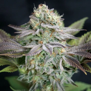 Семена конопли Blue Dream Feminised Gold