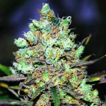 Categories Candy Kush Feminised Gold