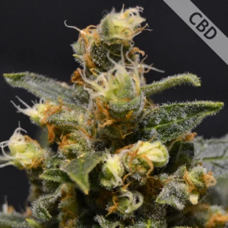 Насіння конопель CBD AK-47 Feminised Gold