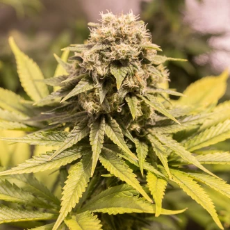 Семена конопли CBD Critical Mass Feminised Gold