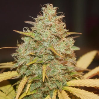 Насіння конопель CBD Himalaya Gold Feminised Gold