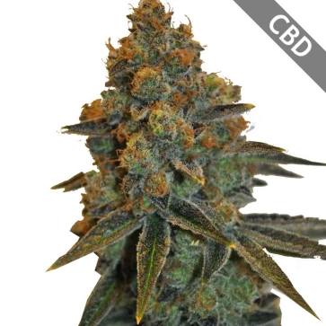 Семена конопли Auto CBD New York Diesel Feminised Gold