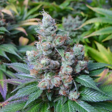 Семена конопли CBD NYC Diesel Feminised Gold