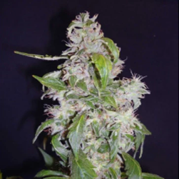 Categories Diesel Feminised Gold
