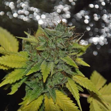 Насіння конопель Grapefruit Diesel Feminised Gold
