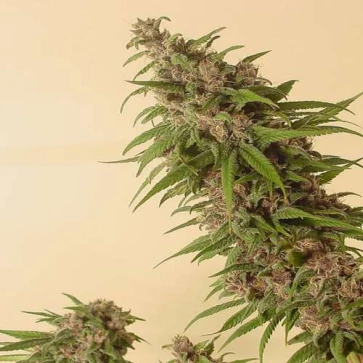 Насіння конопель Grapefruit Alpha Dog Feminised Gold