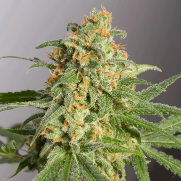 Семена конопли Green Crack Feminised Gold