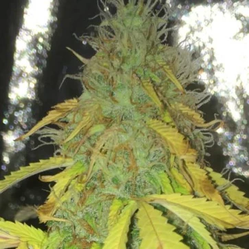 Насіння конопель Hash Plant Feminised Gold