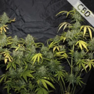 Семена конопли CBD Amnesia Feminised Gold