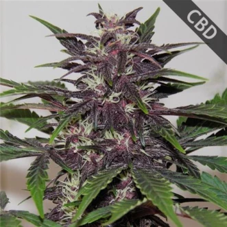 Насіння конопель CBD Blueberry Feminised Gold