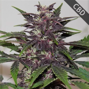 Categories CBD Blueberry Feminised Gold
