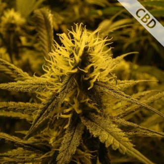 Насіння конопель CBD Lemon Skunk Feminised Gold