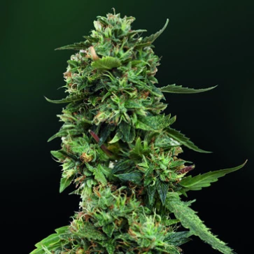 Насіння конопель LSD Feminised Gold