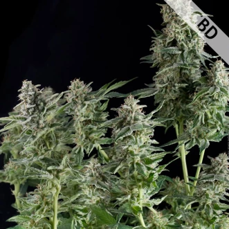 Насіння конопель Auto CBD Northern Lights Feminised Gold